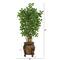 4.5ft. Black Olive Tree in Decorative Planter